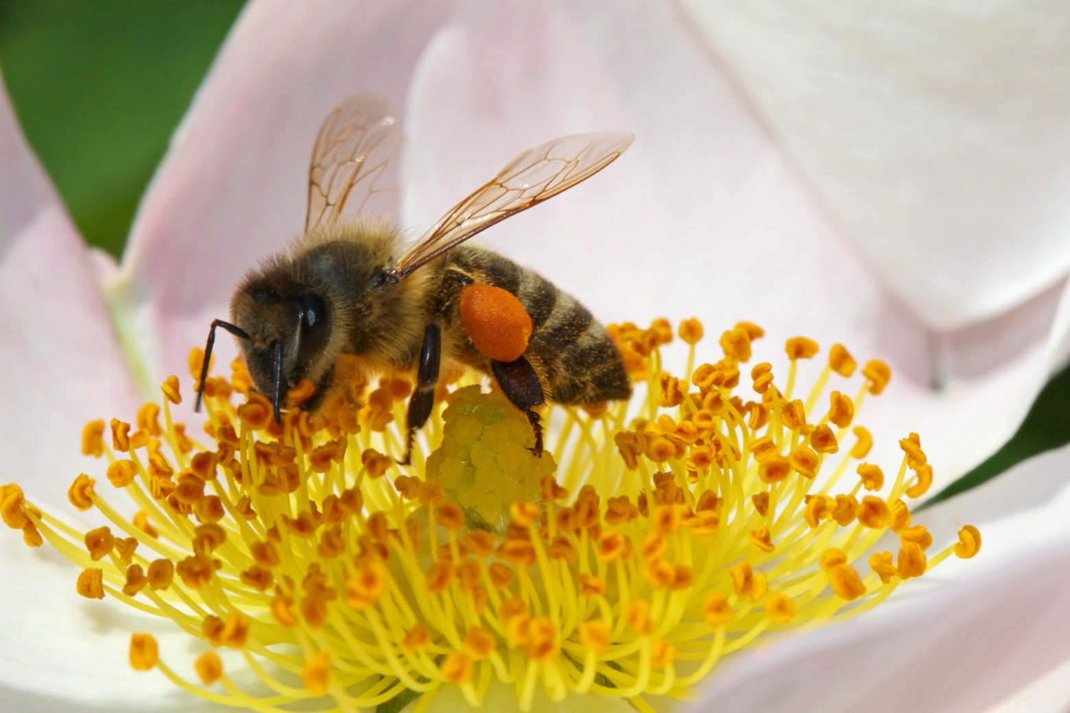 abeille-qui-butine-1560x1040