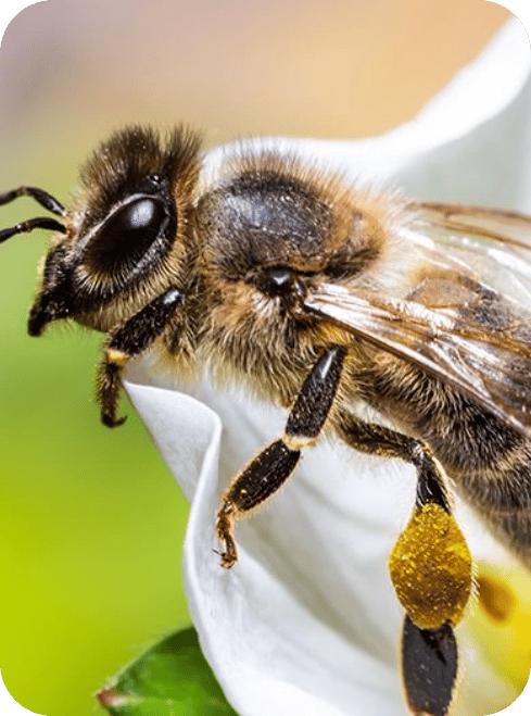 1200x630_abeille