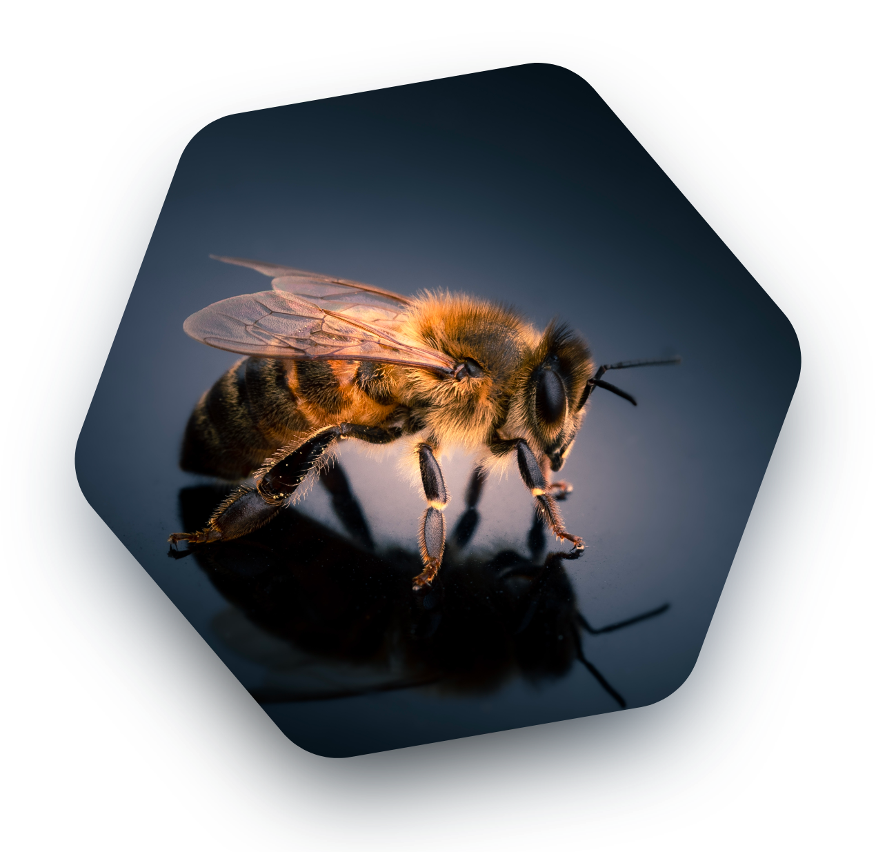 Abeille