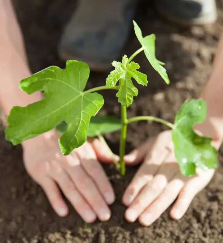 Planter-arbre-fruitier-quand-comment (1)